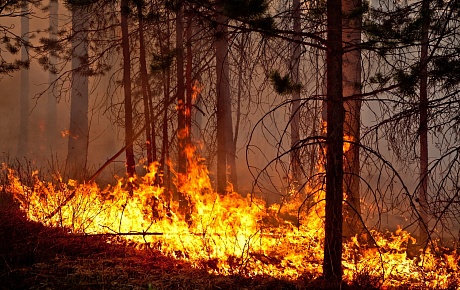 Вниманию горожан! Памятка правил поведения в лесу и действий при обнаружении лесных пожаров